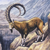 Specific ibex's photo
