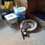 Lise Lefebvre's photo