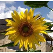 Carol Coons's photo