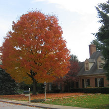 Gallagher Treetops outdoors