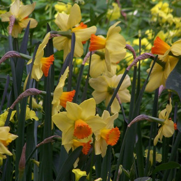 Narcisi