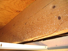 Cracked Floor Joist