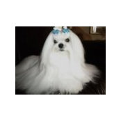 Petite Maltese's photo
