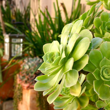 Landscapes and Gardens