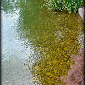 LARGE SCALE KOI POND w/ WETLAND FILTRATION