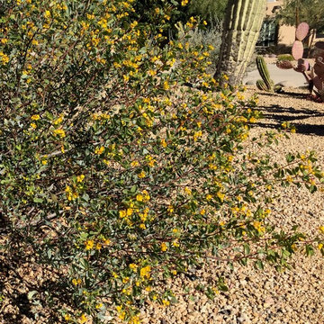 Southwestern Plants