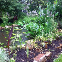 pond