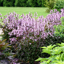 Backyard plants