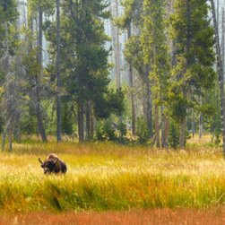 Wildlife - Photographs