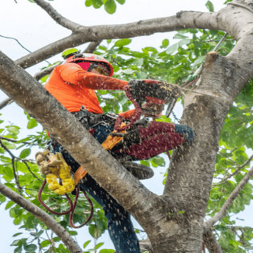 Tree Removal Services Virginia Beach