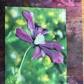 Angela Hoeper's photo