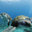Diving Atlantis