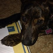 Julie Engelman's photo