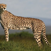 Jim Caporuscio's photo