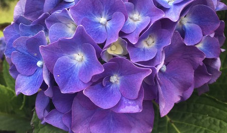 6 flores de verano que alegrarán tu terraza o jardín