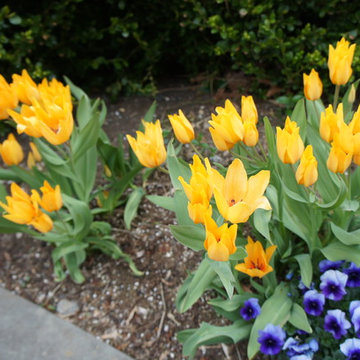 Great Plant Combos