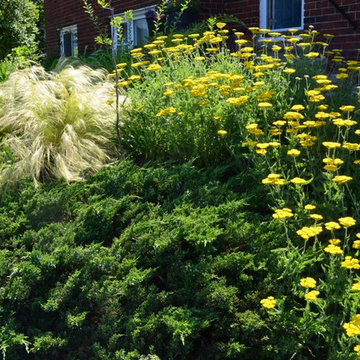 Complete New Planting Design in Towson, MD