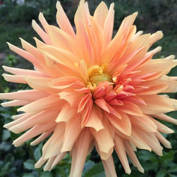 Cut Flower Arrangements - Products