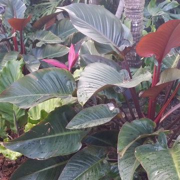 Tropical Paradise - Backyard Makeover