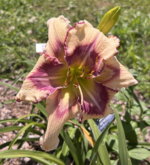 Sundays flowers in Indiana | Houzz Forum
