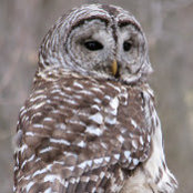 David Reaves's photo
