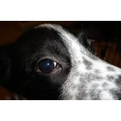 Daniel Dykstra's photo