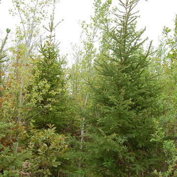 Picea Glauca