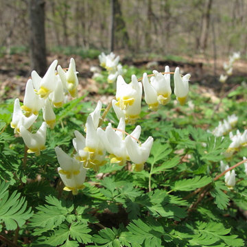 Dicentra cucullaria (Dutchman's Breeches), Inwood Hill Park