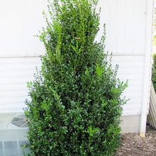 Front Yard - Evergreen Tree