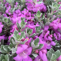 Desperado&reg; Sage - Products
