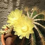 Joyce Stillwell's photo