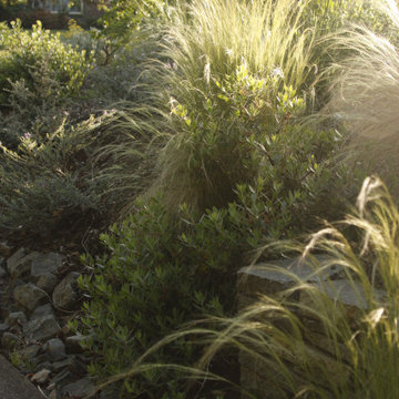 Soft Grasses and Manzanita