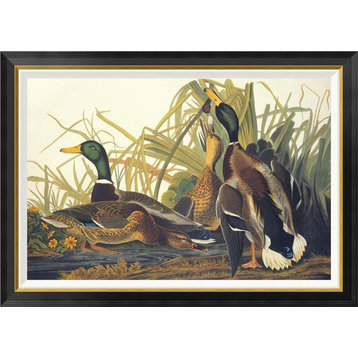 "Mallard Duck" Framed Canvas Giclee by John James Audubon, 42"x30"