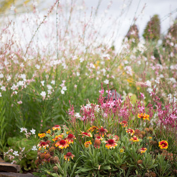 Xeriscape Landscape - Lush Green with Low-Water Plants