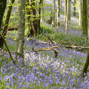 Woodland Garden