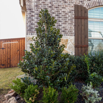 Evergreen Trees & Shrubs