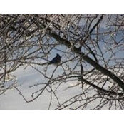 Tracy Langille's photo