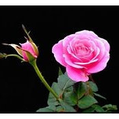 Debby Lew's photo