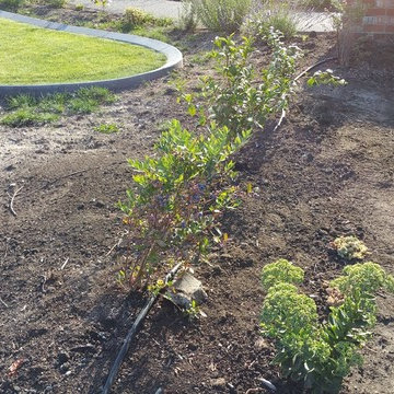 Edible Front Yard