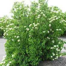 Plant IDs