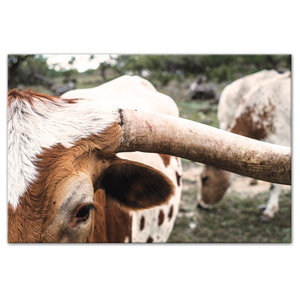Texas Longhorn Bull Standing Pasture Close Up Photo Decor Art Print Poster 36x24