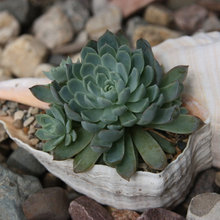 succulents