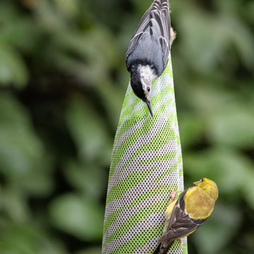 Backyard Songbird Collection