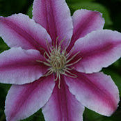 Deena Ackerman's photo
