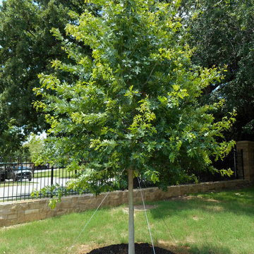 Red Oak