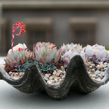 Planting Ideas