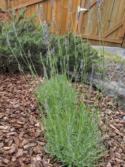 half dead lavender. help!