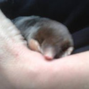 Gail Lamb's photo