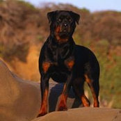 Darryl Jones's photo