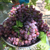 Olga Usov's photo